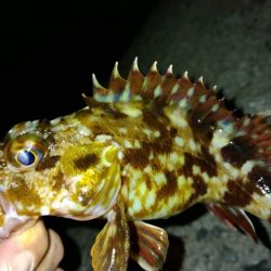 冬の根魚調査15