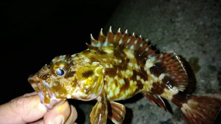 冬の根魚調査15