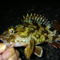 冬の根魚調査１６