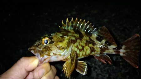 冬の根魚調査１６