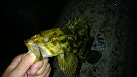 冬の根魚調査17