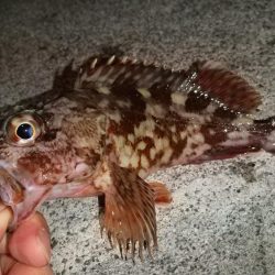 ボトムワインド