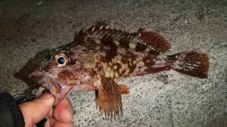 ボトムワインド