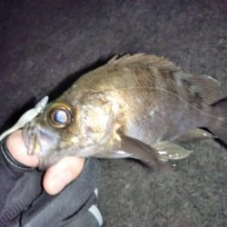 久しぶりのメバリング