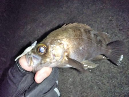 久しぶりのメバリング