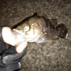 強風メバリング