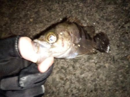 強風メバリング