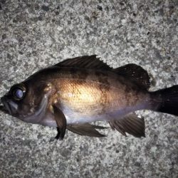 トゥィッチに好反応