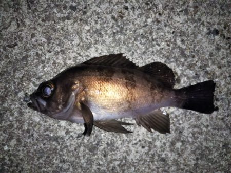 トゥィッチに好反応