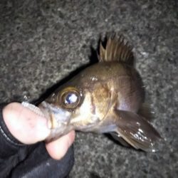 フロートリグのメバリング