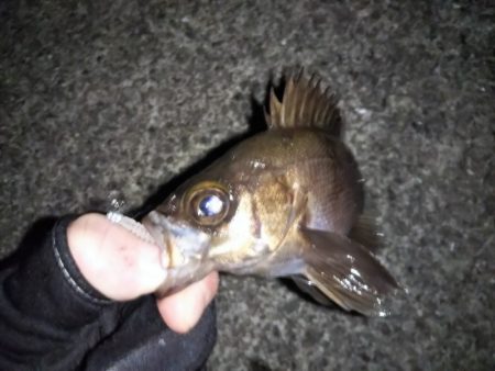 フロートリグのメバリング