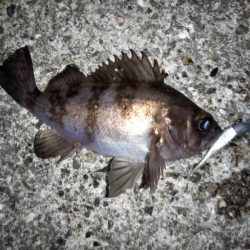 フロートリグでメバリング