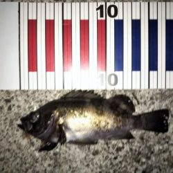 今日もフロートリグのメバリング