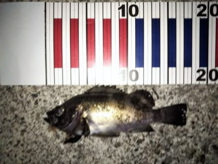 今日もフロートリグのメバリング