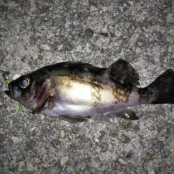 釣りは難しい・・・