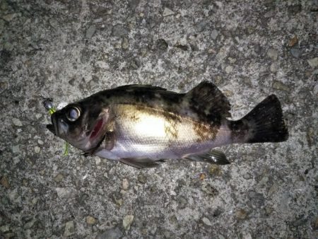 釣りは難しい・・・