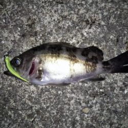 フロートリグ強し