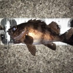 トップウォーターでメバル