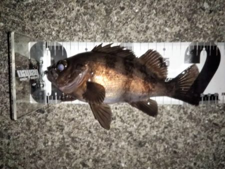 トップウォーターでメバル