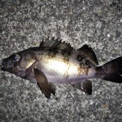 トップでメバルⅡ