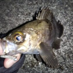 フロートリグでメバリング