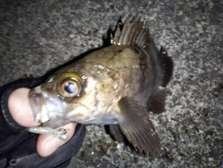 フロートリグでメバリング