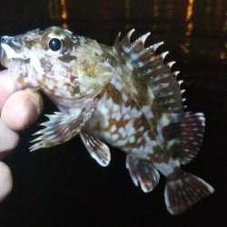 タケノコ1  ガシラ7