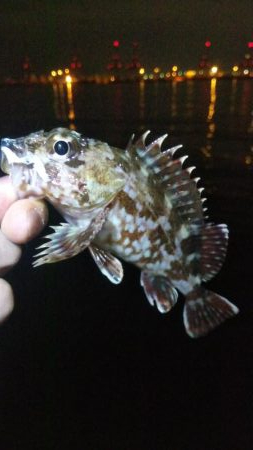 タケノコ1  ガシラ7