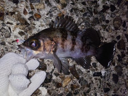 メバリング好調