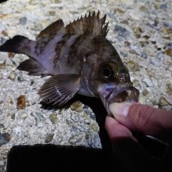 好条件下のメバリング