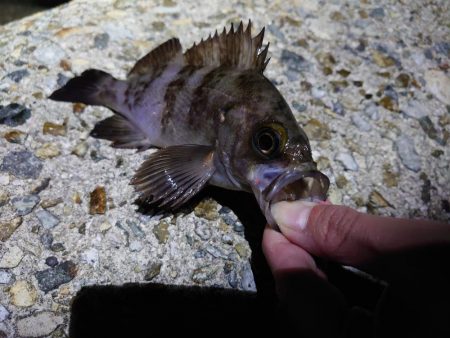 好条件下のメバリング