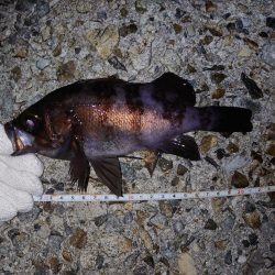 メバルグッドサイズ