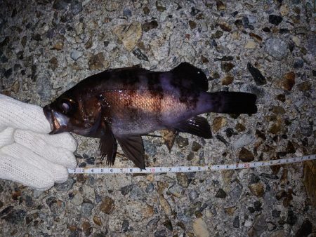 メバルグッドサイズ