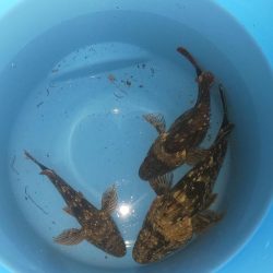 毎度です。人生初ヤリイカ釣り。