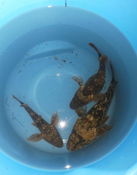 毎度です。人生初ヤリイカ釣り。