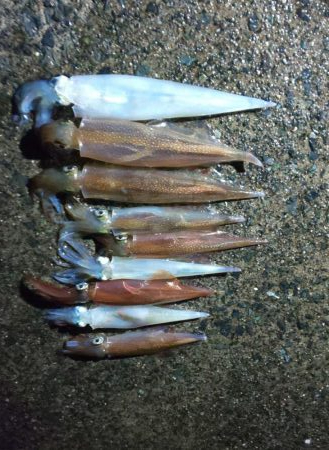 毎度です。人生２回目ヤリイカ釣り。