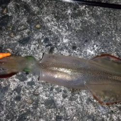 ライトエギングで良型ヤリイカ