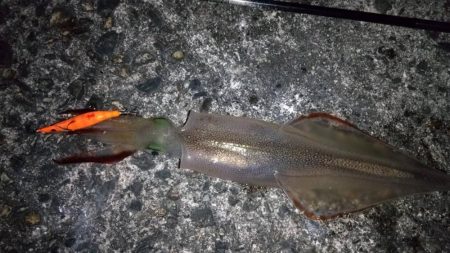 ライトエギングで良型ヤリイカ