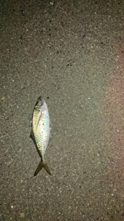 爆風の後貴重なアジ