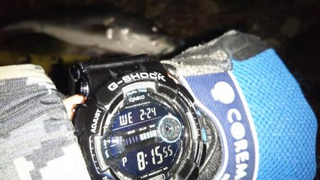 ぶらシーバス!!