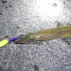 ヤリイカポツポツ