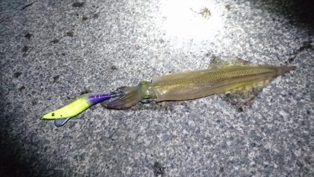 ヤリイカポツポツ