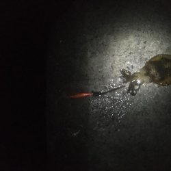 朝マヅメのイカ