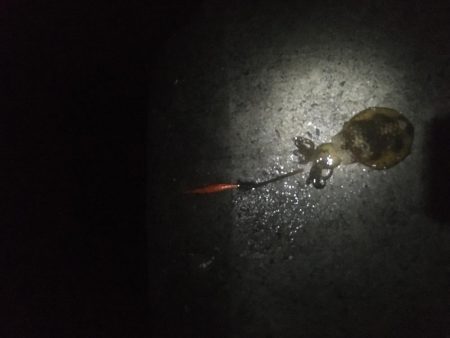 朝マヅメのイカ