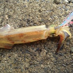 やっとヤリイカ？複数キャッチ～