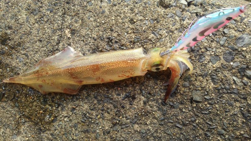 やっとヤリイカ？複数キャッチ～