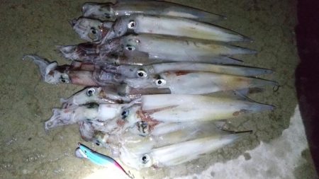 ヤリイカエギング　30cmオーバー