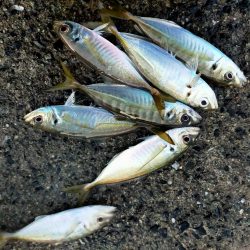 サイズは小型だけど