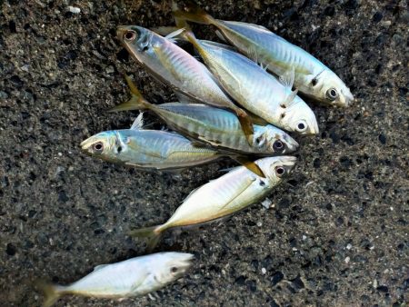 サイズは小型だけど