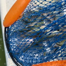 岸和田フィッシングパーク 祝日は